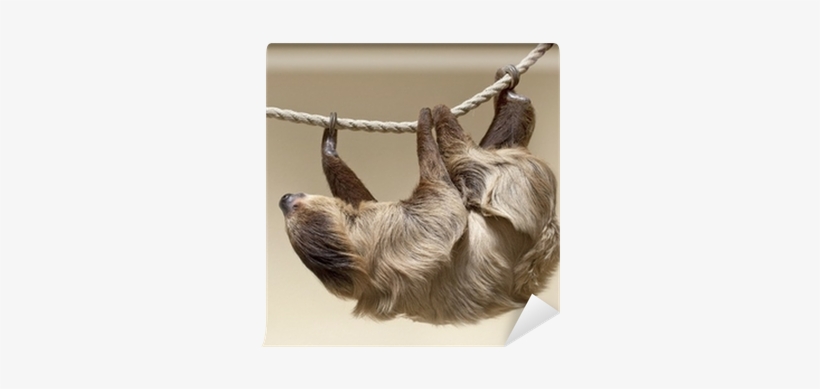 Sloth Color, transparent png #254864
