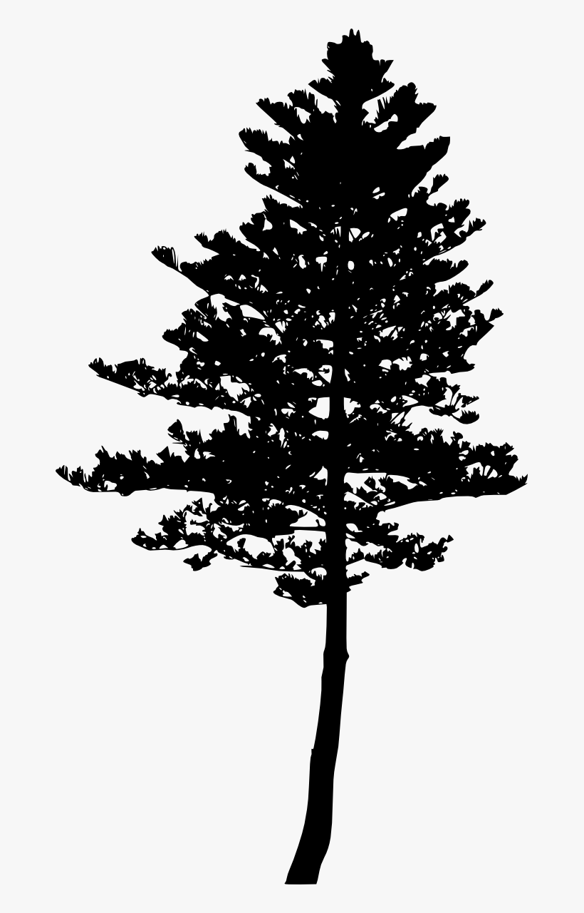 Download Free Download - Pine Tree Silhouette - Free Transparent PNG Download - PNGkey