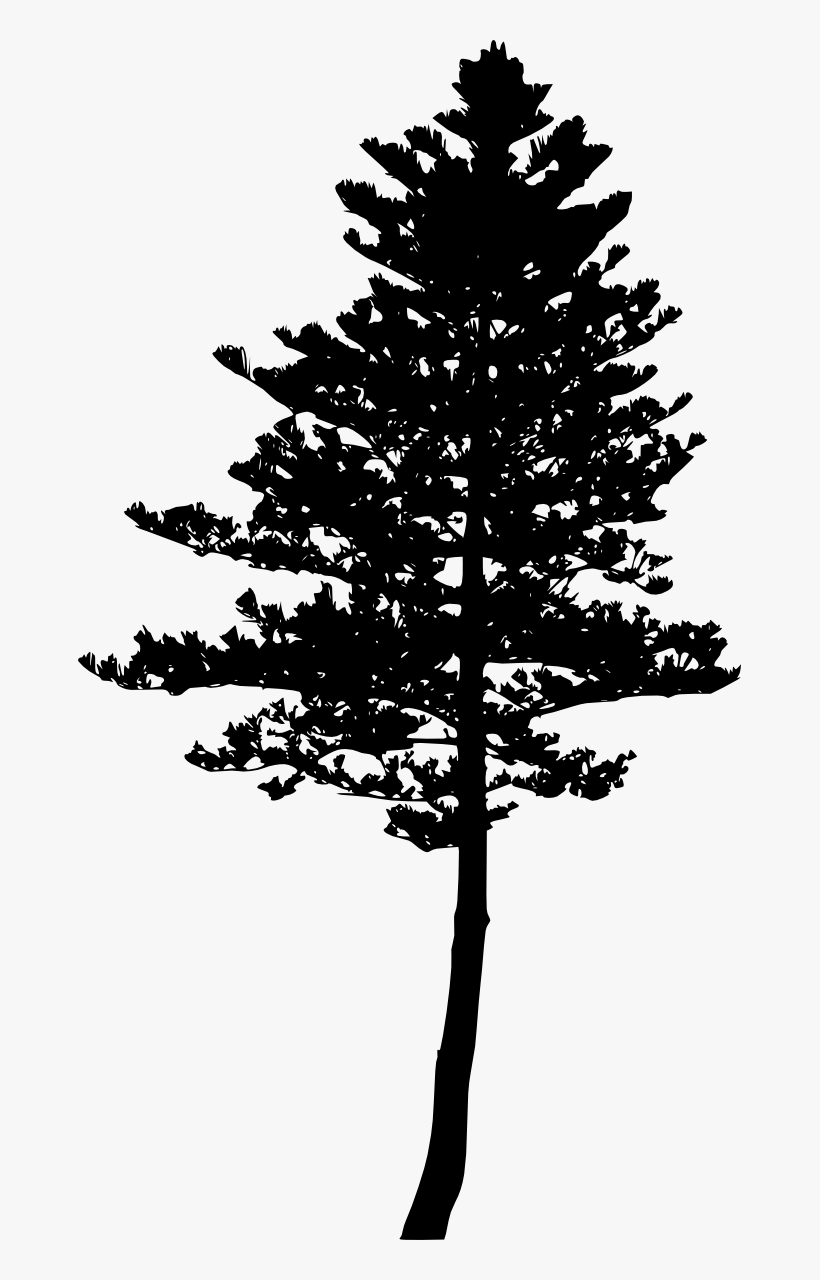 Free Download - Pine Tree Silhouette, transparent png #255183