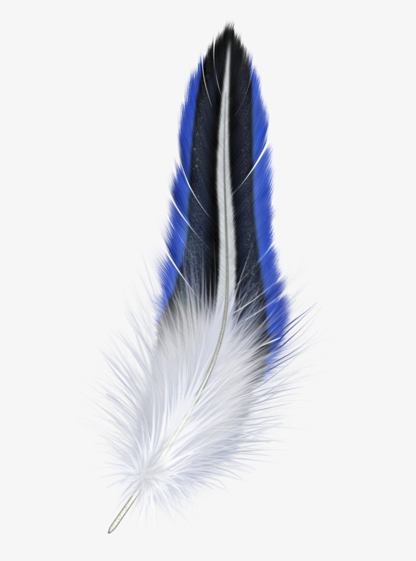 Blue And White Feather Clipart - Blue And White Feather, transparent png #255184