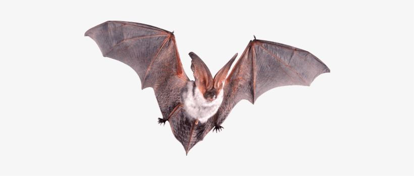 Bat Flying Open Wings - Ratbat Jamaica, transparent png #255459