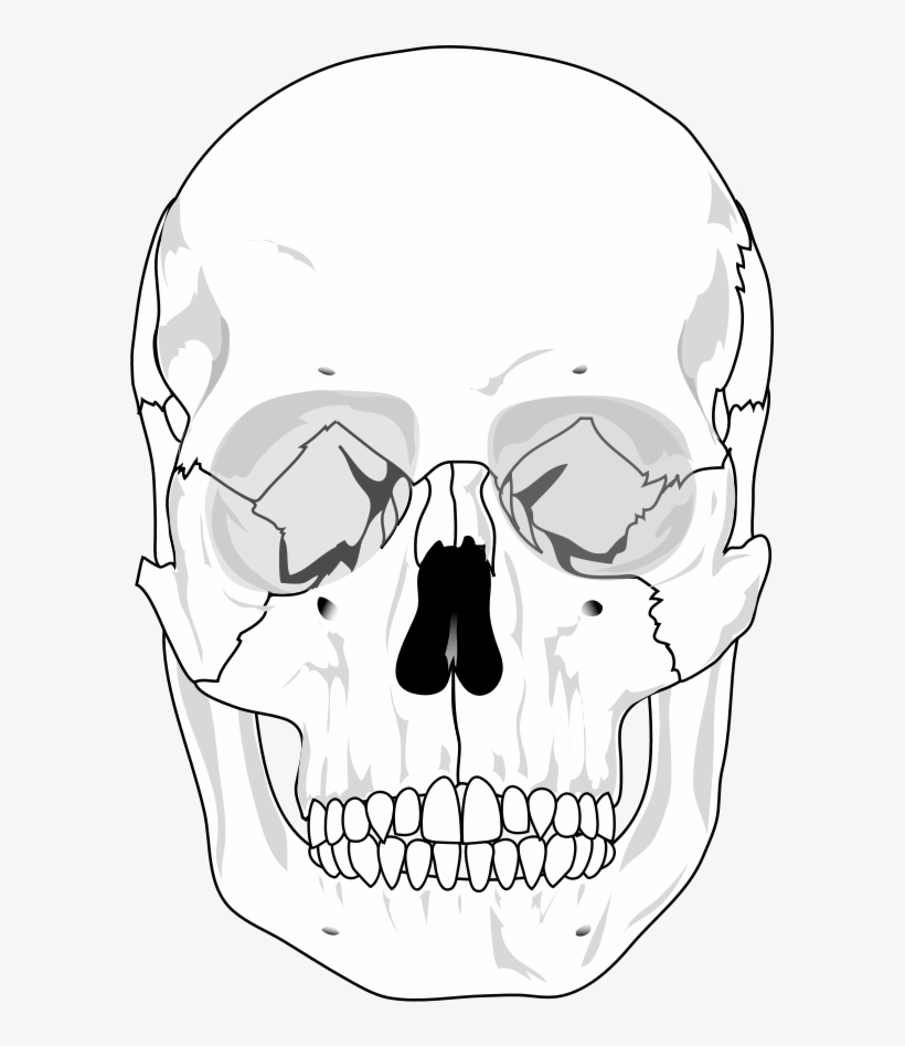 The Editing Of The Human Skull - Human Skull Blank Diagram, transparent png #255890