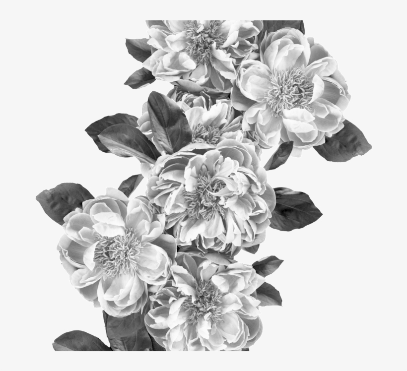 Png Flowers - Portable Network Graphics, transparent png #255960