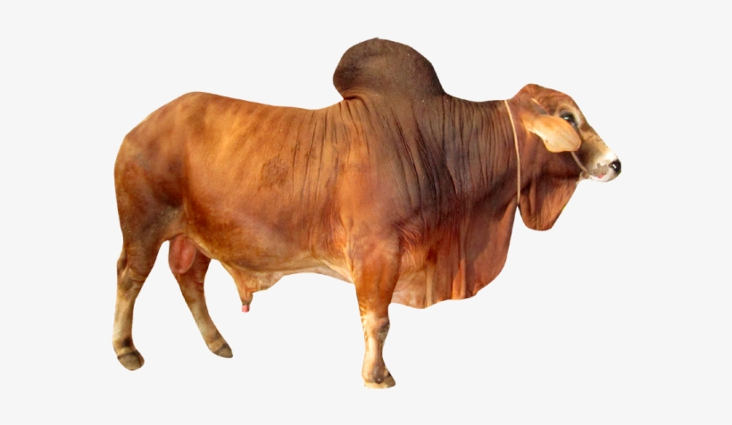 Indian Cow Png Download - Ox Cow Png, transparent png #256275