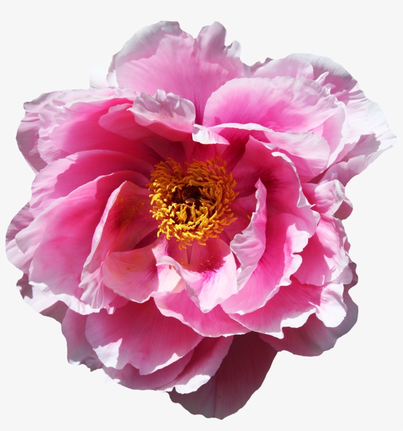 Rose Flower Png Image - Peony Transparent Background, transparent png #256654