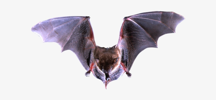 Bat Png Image Without Background - Big Brown Bat, transparent png #257752