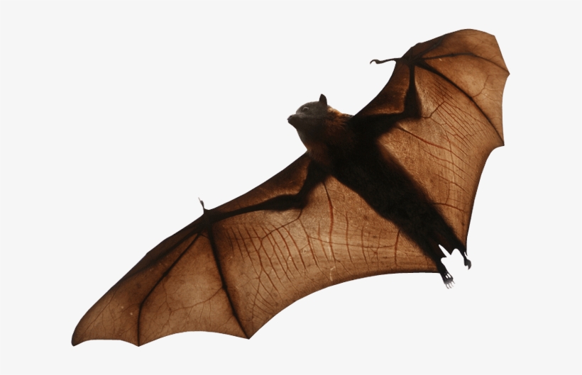 Bat Png, transparent png #258412