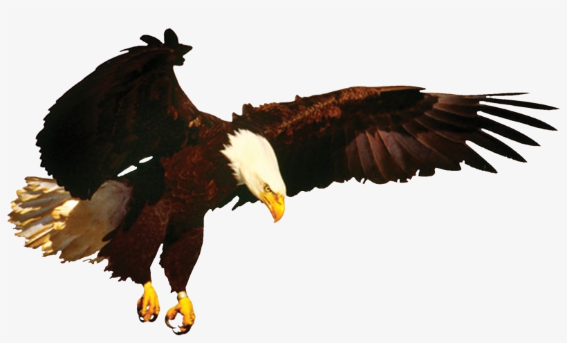 News Eagle & New Merchandise Coming Soon Eagle, transparent png #258434