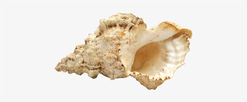 Sea Shell Png Transparent Image - Maca, transparent png #258548