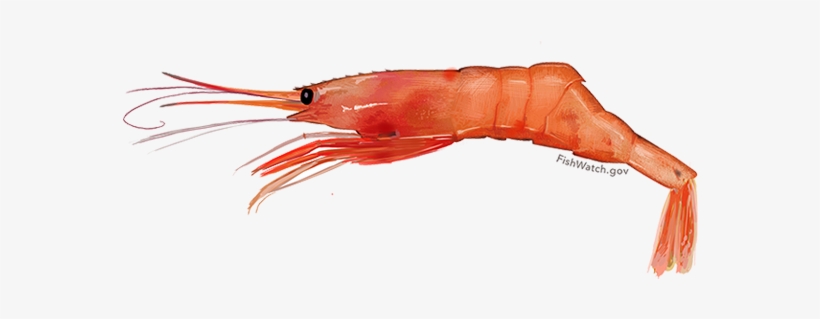 Atlantic Northern Shrimp - Pandalus Borealis, transparent png #258706