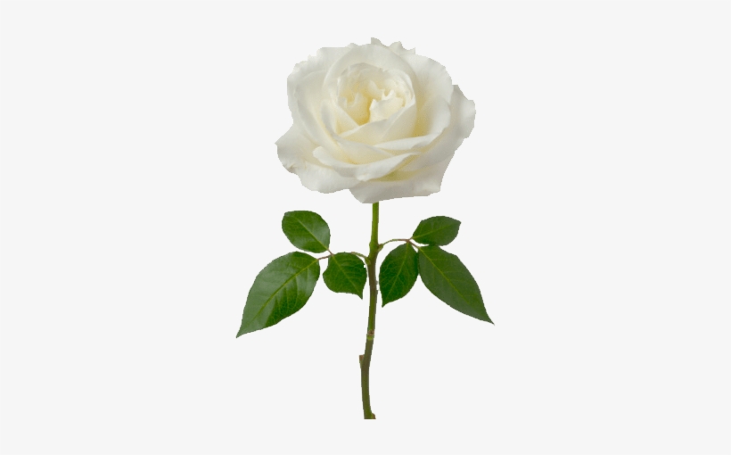 Rosa Blanca Soltera Transparente - White Rose Png, transparent png #259109