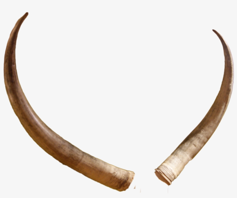 Hd Animal Horn Png Svg Royalty Free Library - Horns Png, transparent png #259756
