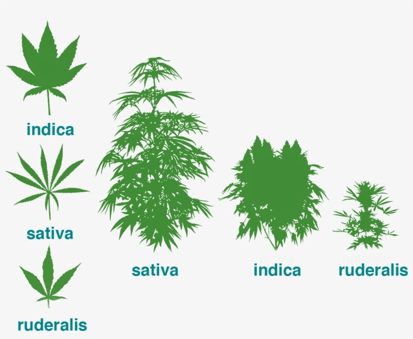 Types Of Marijuana The Beginners Guide To Cannabis - Cannabis Ruderalis, transparent png #259946