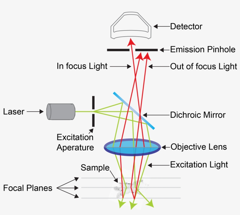 Confocal Microscopy Is An Advanced Light Microscopy - Confocal Microscopy, transparent png #2501038
