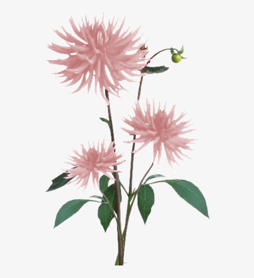 Jacey-light Pink Dahila Plant Texture - White Flowers Plant Png, transparent png #2503839