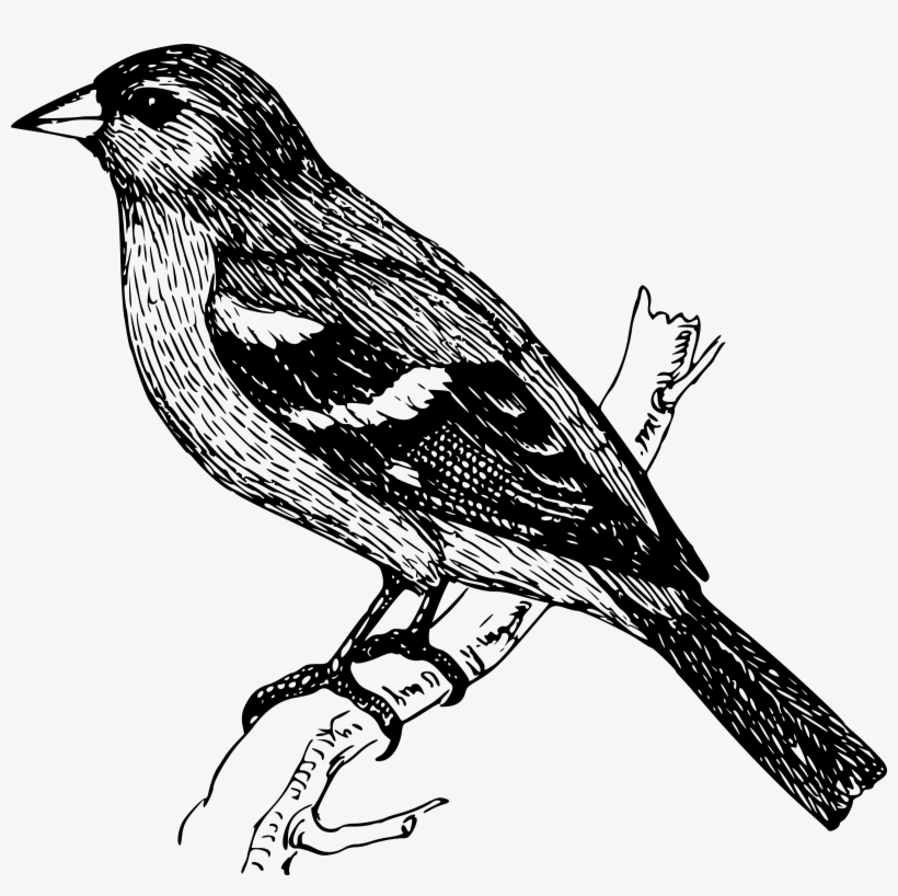Finch Clipart Bird Png - Bird On A Branch Drawing, transparent png #2506516