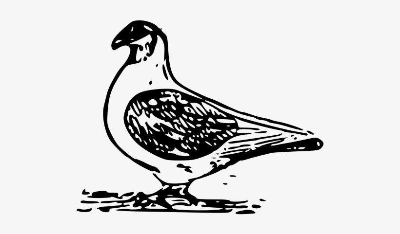 Pigeon 2 Png Clip Arts, transparent png #2506548