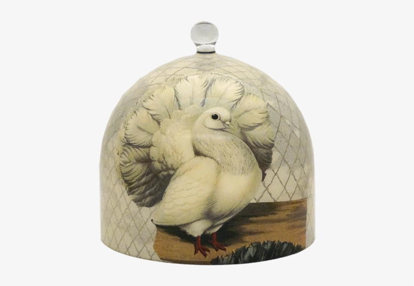 Pigeons Dome - Duck, transparent png #2506675