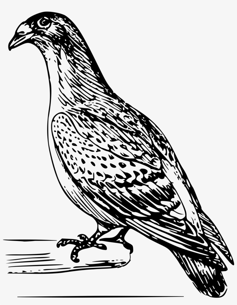 This Free Icons Png Design Of Carriage Pigeon 01, transparent png #2506737