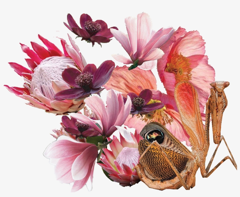 Beauty Resides In The Narrow Space Between Disgust - Celebration Of Life Invitation, Pink & Peach Poppy, transparent png #2507281