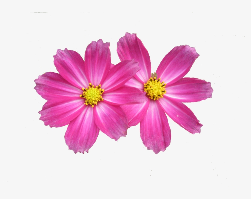 Flower Background, transparent png #2508425