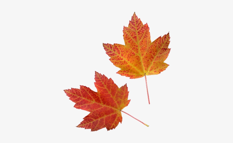 Vector Download Fall Transparent Tumblr - Fall Png, transparent png #2508800
