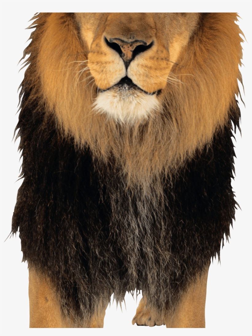 Lion Png Image - Lion Png, transparent png #2511613