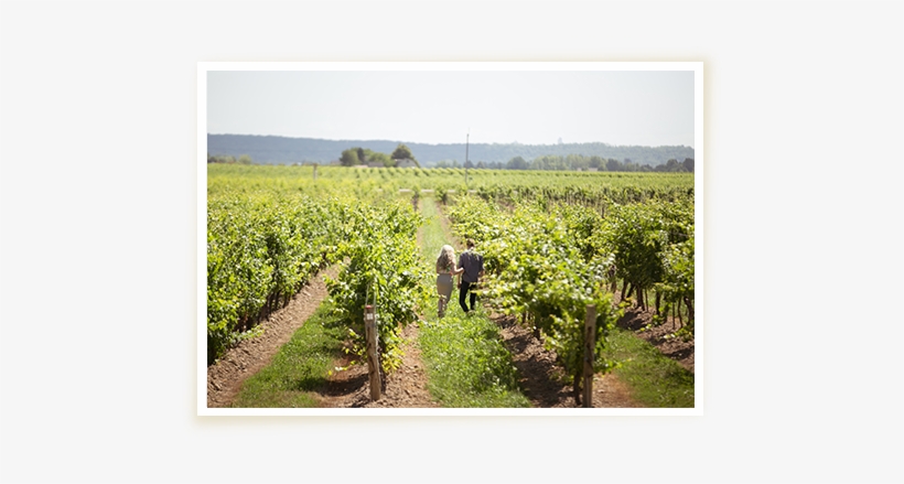 Latest News - Grape, transparent png #2513002