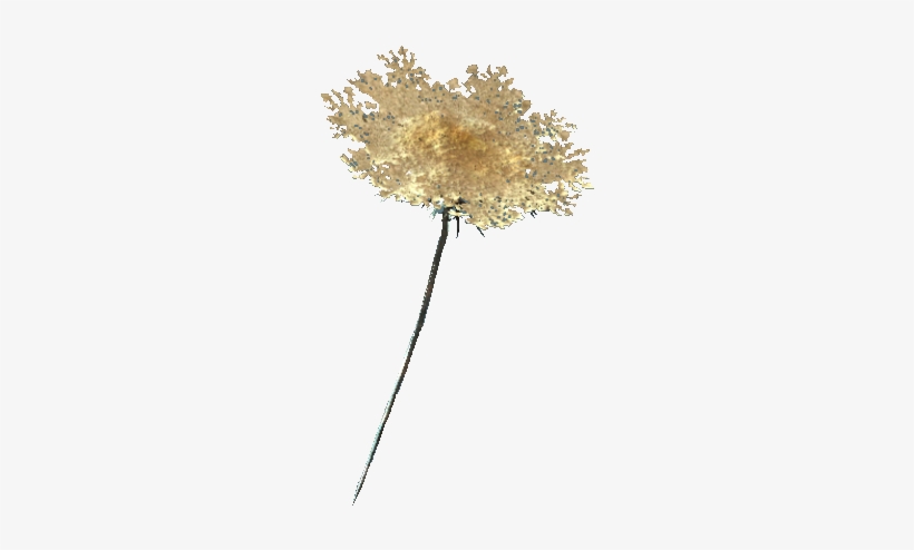 Carrot Flower - Fallout 4 Flowers, transparent png #2515502