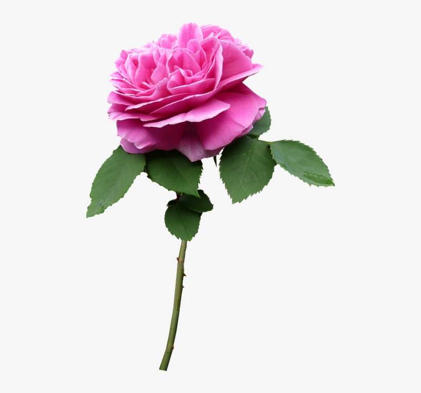 Stem, Rose, Pink, Flower - Flower With Stem Png, transparent png #2516371