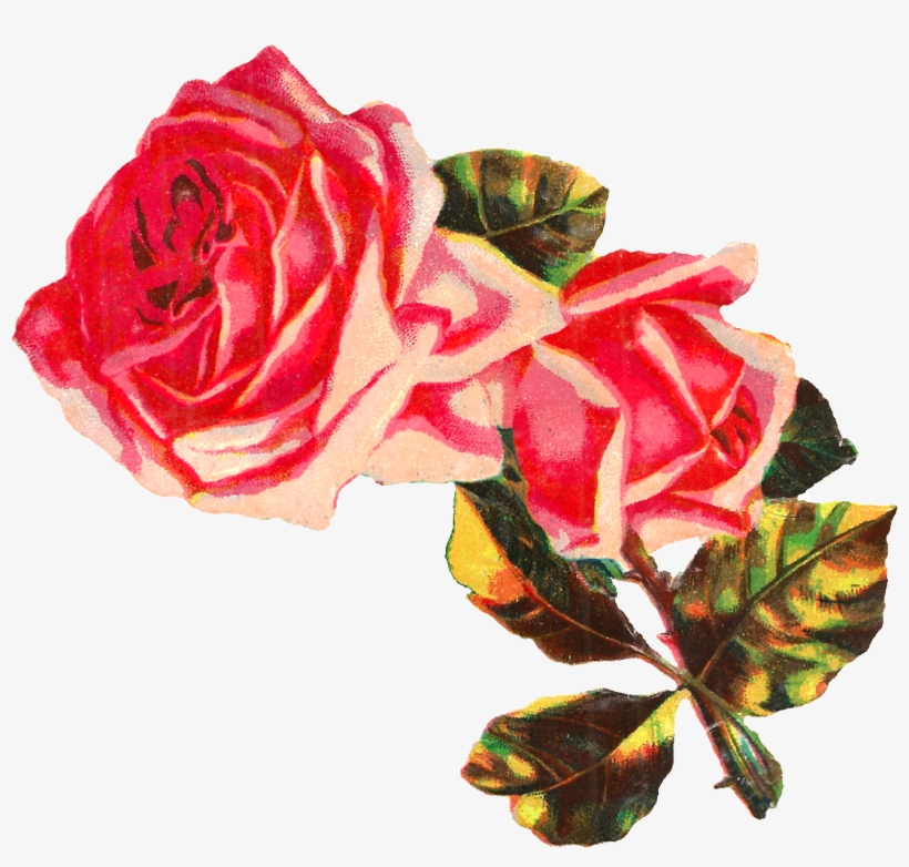 Rose Flower Pink Shabby Chic Botanical Download Clipart - Clip Art, transparent png #2516621