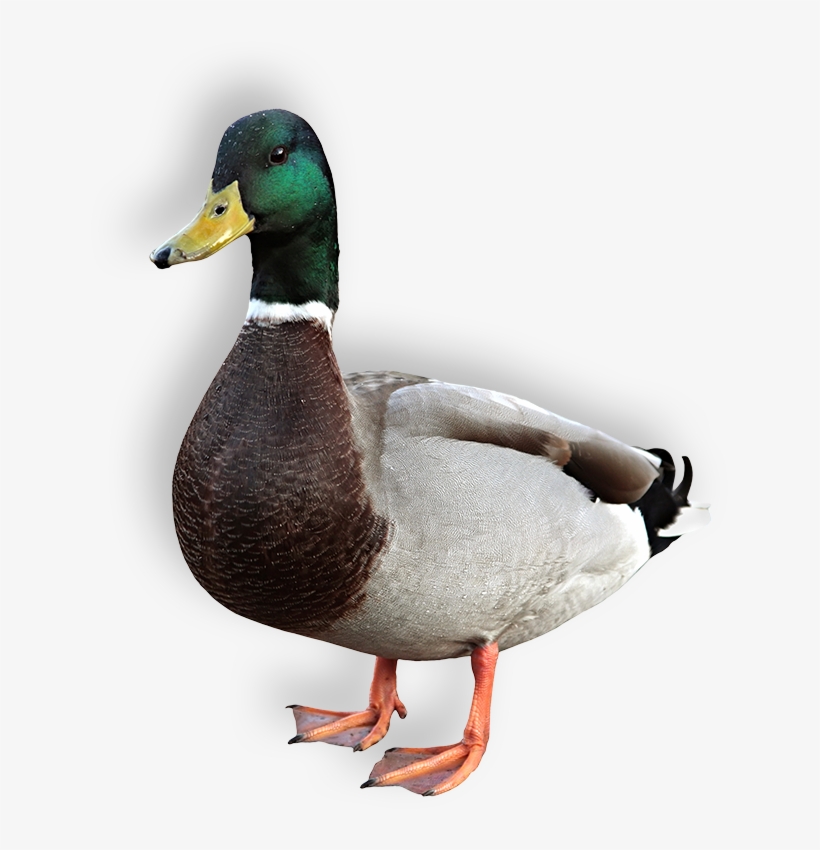 Duck - Duck Pngh, transparent png #2517329