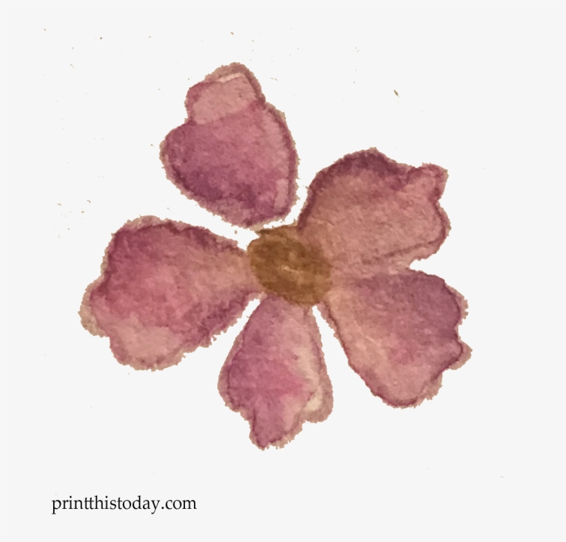 Watercolor Flower - Mayflower, transparent png #2518089