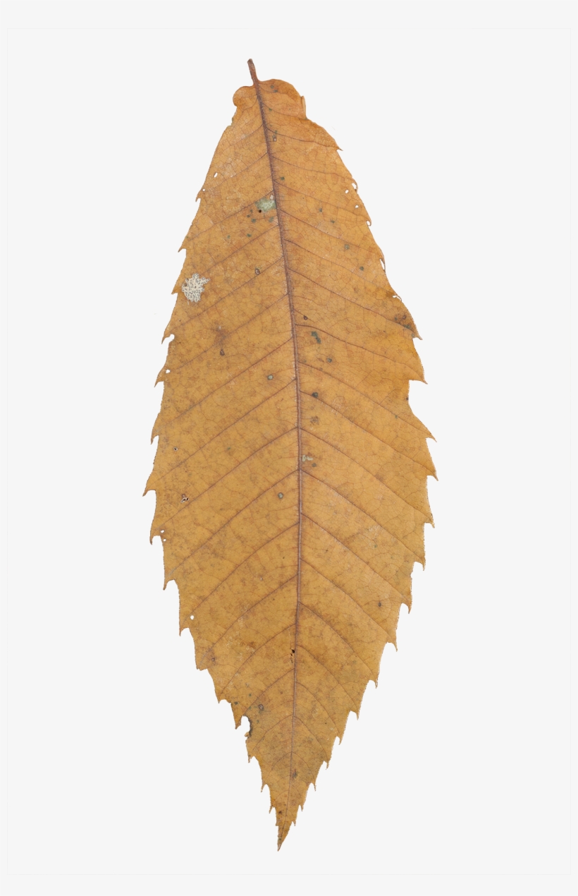 Vegetation Leaf Dry 01 - Maple, transparent png #2518990
