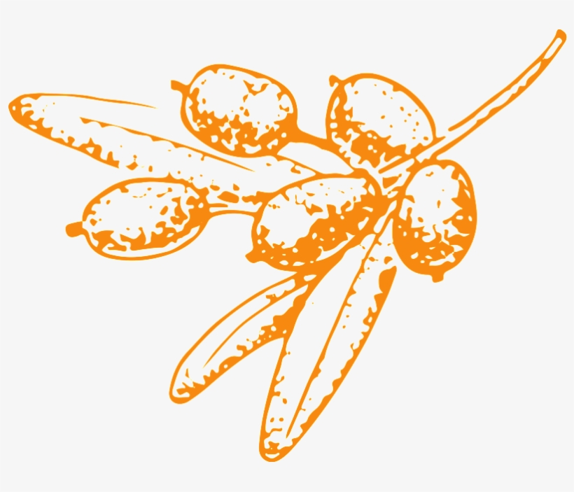 Hand Drawn Fruit Transparent Vegetables - Guestbook, transparent png #2520716