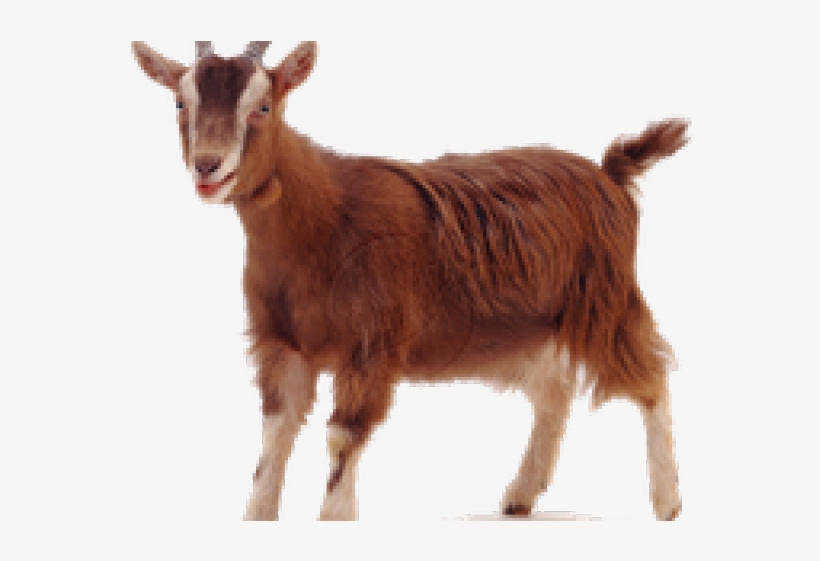 Goat Png Transparent Images - Goat Png, transparent png #2521169