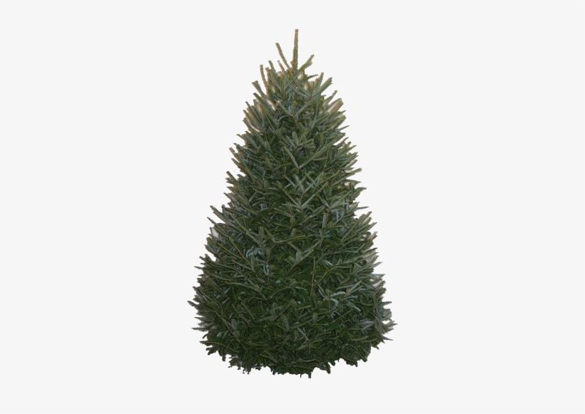 Balsam-fir Original - 12 Foot Fraser Fir Christmas Trees, transparent png #2521347