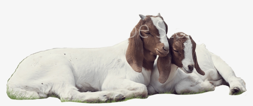 Goats - Goat, transparent png #2521351