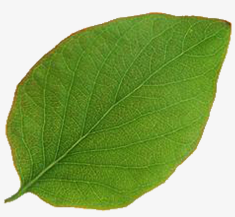 Plants, transparent png #2522179