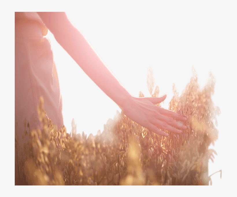 Wedding Hand - El Sabor Del Último Verano [book], transparent png #2522201