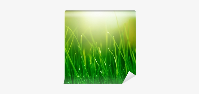 Ecopharmacology And Its Future Forensic Implications, transparent png #2525336