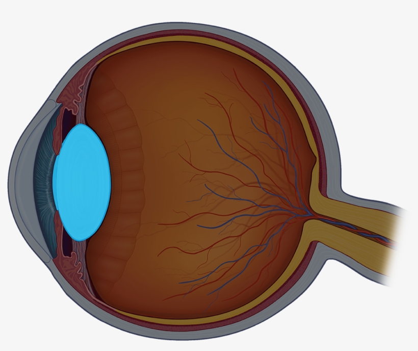 The Lens Is A Transparent Structure Inside The Eye - Eye Structure Png, transparent png #2525744