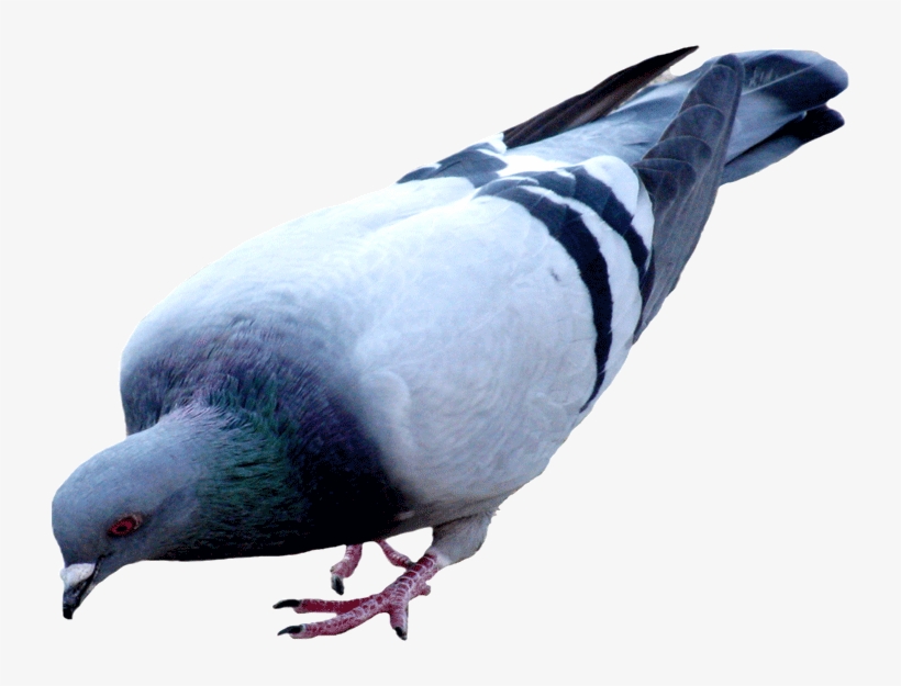 Pigeon Png Picture - Pigeon Png, transparent png #2526235