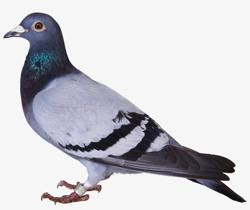 Disney Princess Images Pigeon 1 Hd Wallpaper And Background - Hindi Consonants, transparent png #2526447