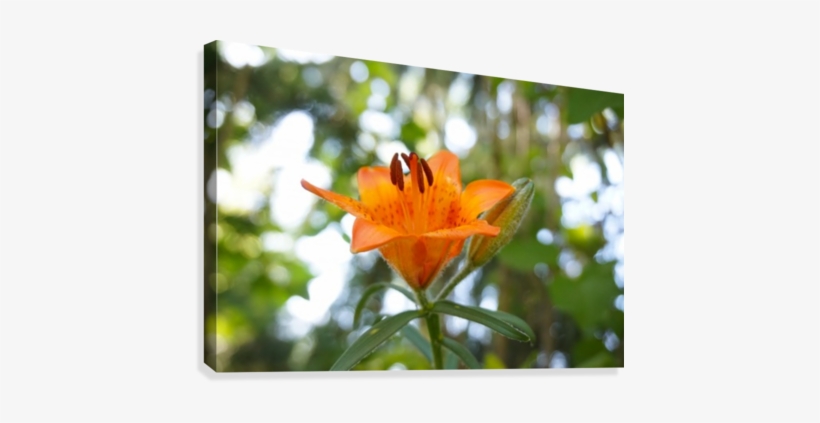Orange Flower Bokeh Canvas Print - Orange Lily, transparent png #2527081