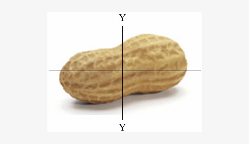 Axial Dimensions Of The Groundnut In-shell - Peanut, transparent png #2527843