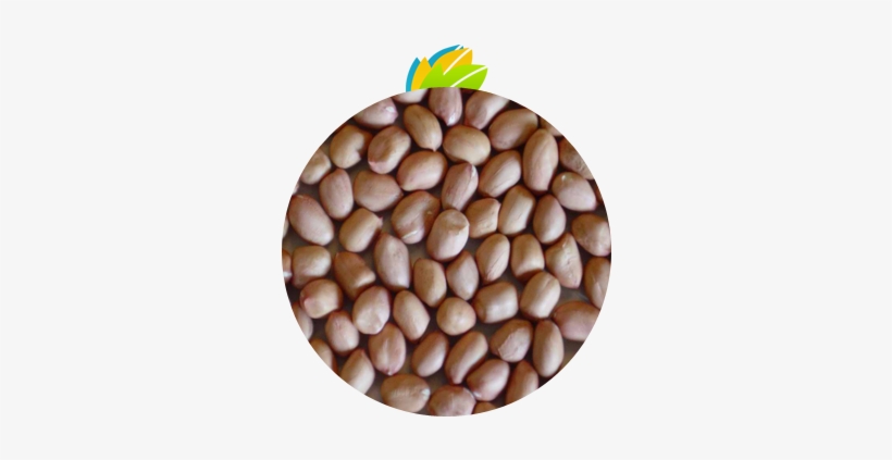 Groundnut / Peanut - Peanut, transparent png #2528193