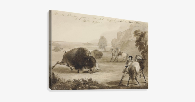 Hunters Escaping From A Wounded Buffalo, While He Tears - Artist, transparent png #2528532