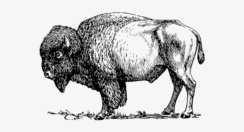 Game Meat Farms In Ottawa - Wild & Free (bison) Canvas Print - Small, transparent png #2528688