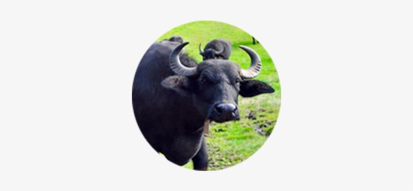 Image - The Water Buffalo, transparent png #2529023